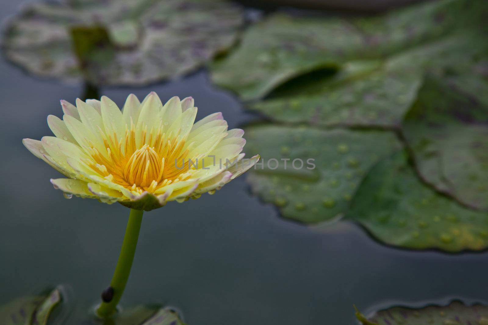 lotus blossoms or water lily flowers blooming on pond