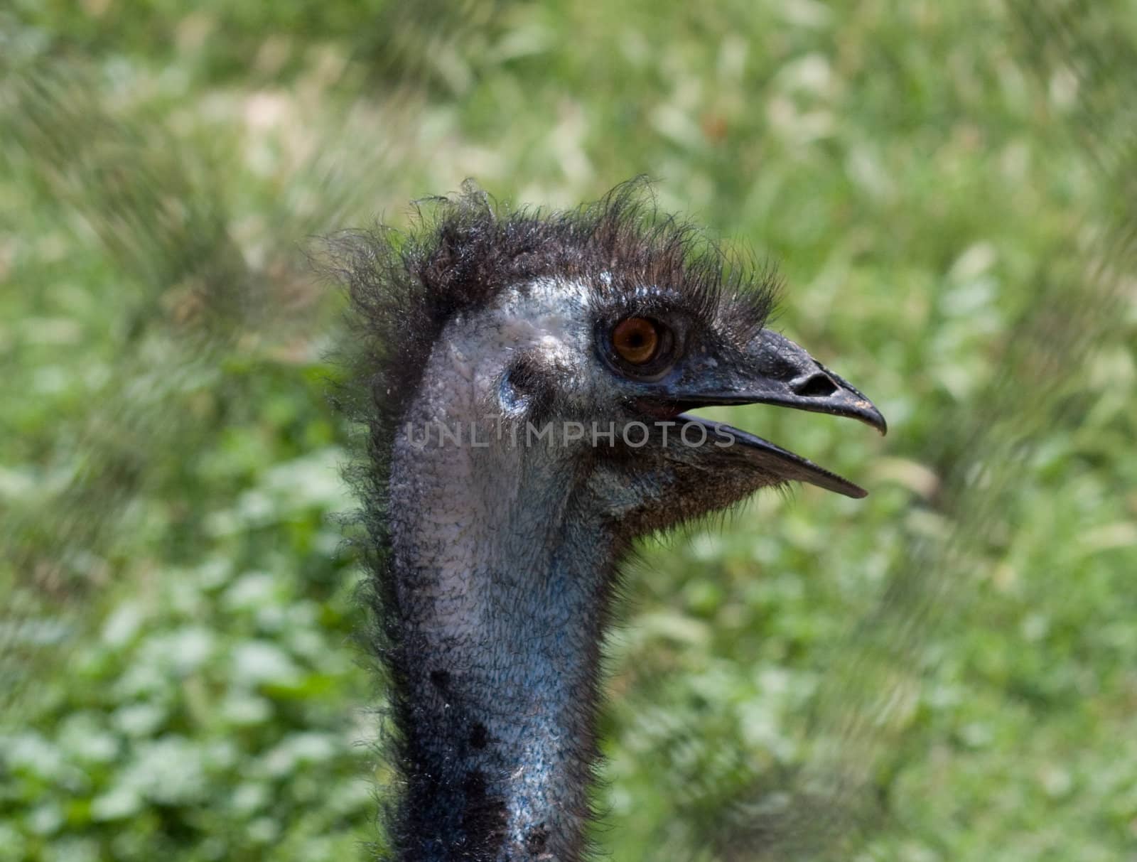 ostrich in the farm 