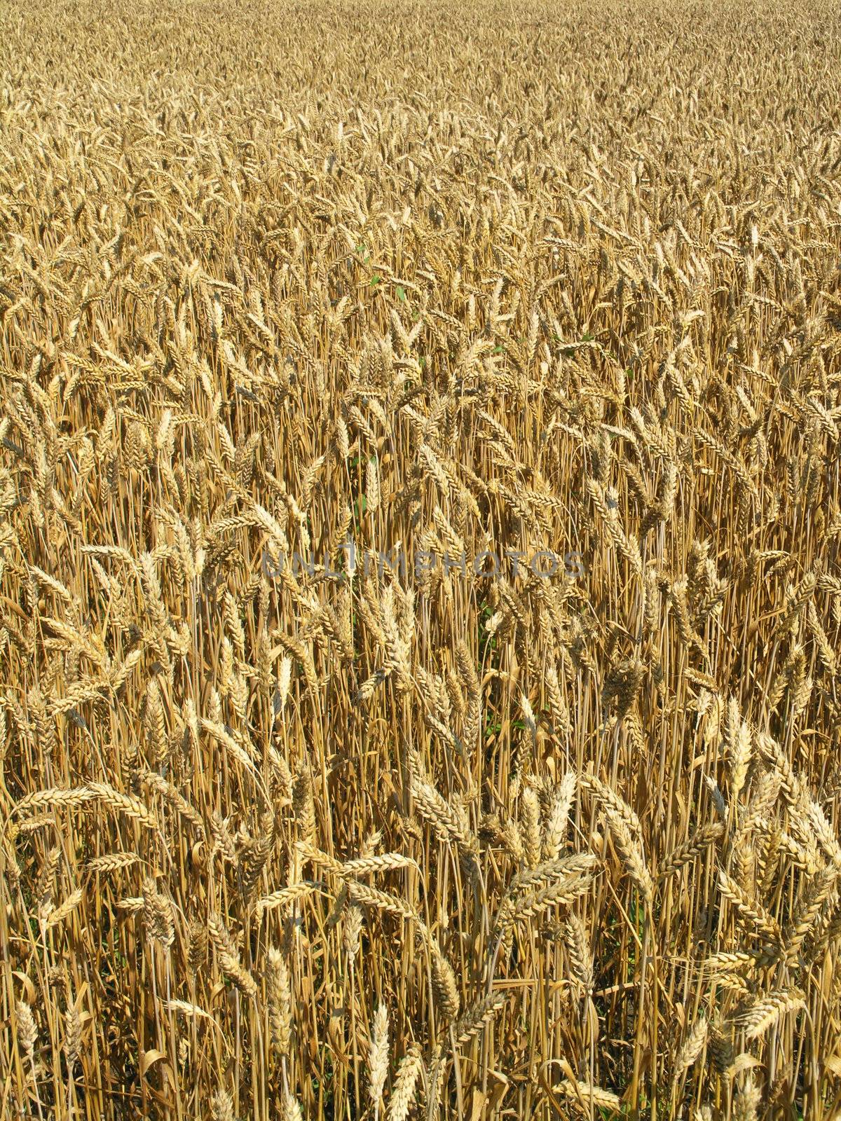 Harvest Field by adamr