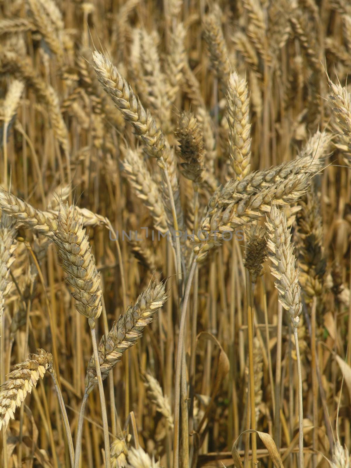 Agricultural field