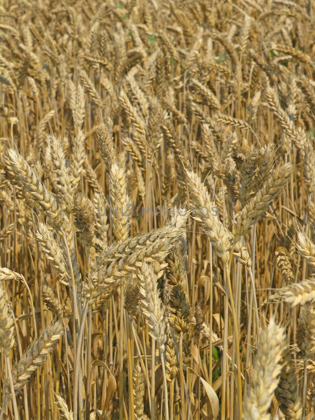 Harvest Field by adamr