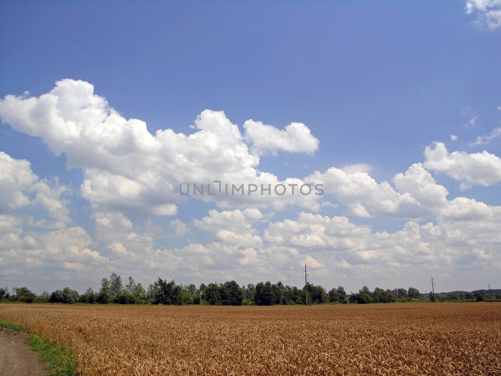 Field of Wheat