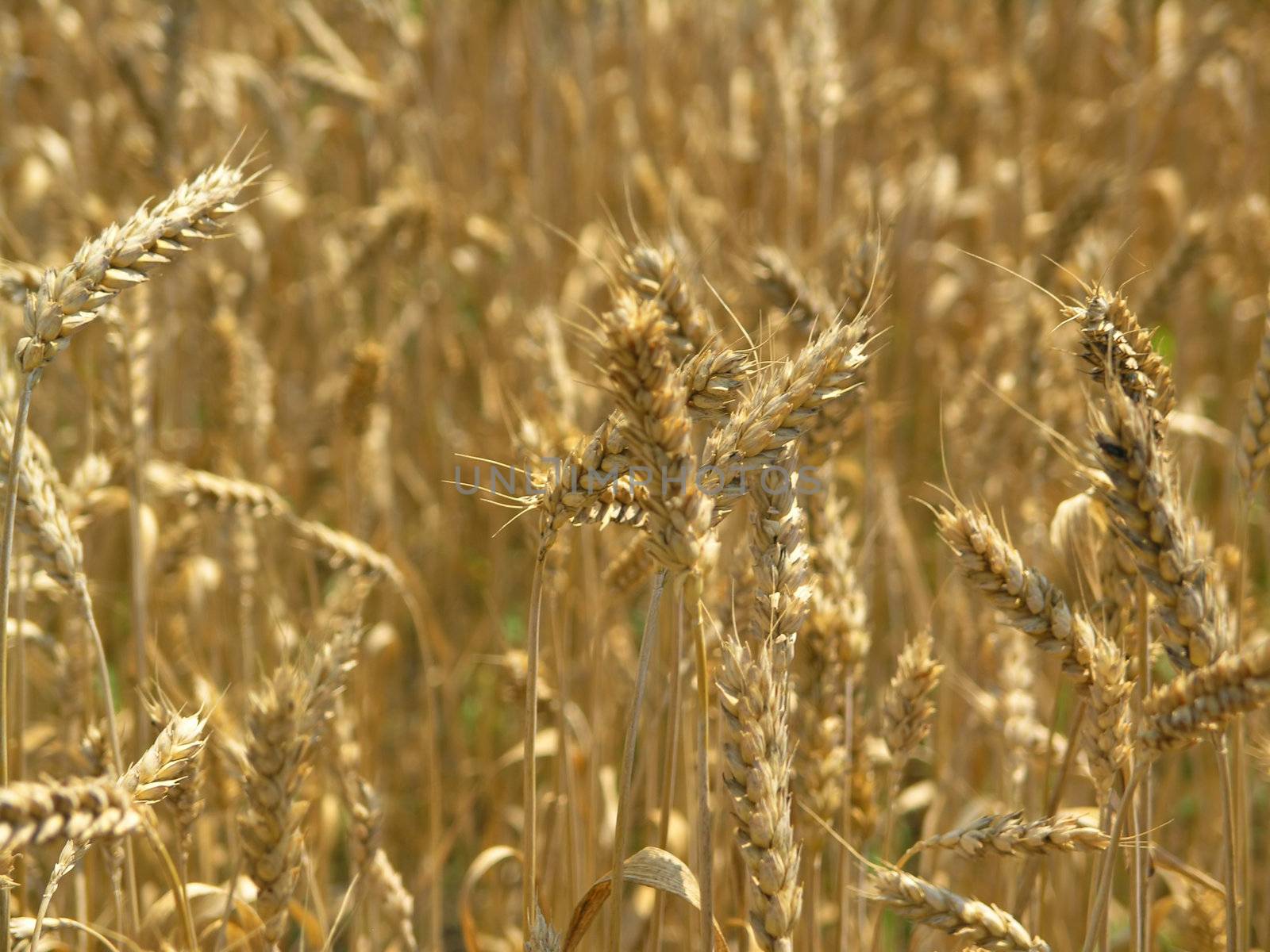 Harvest Field by adamr