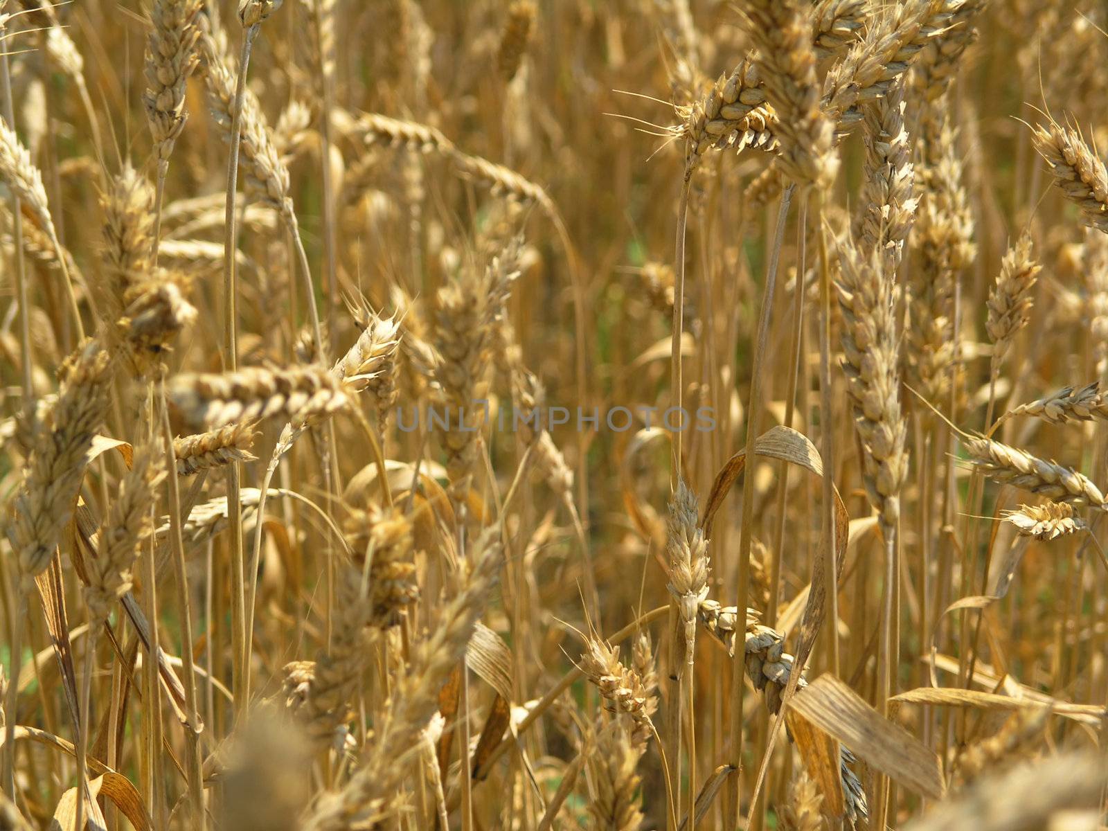 Harvest Field by adamr