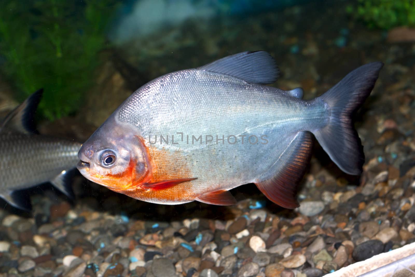 Piranha fish