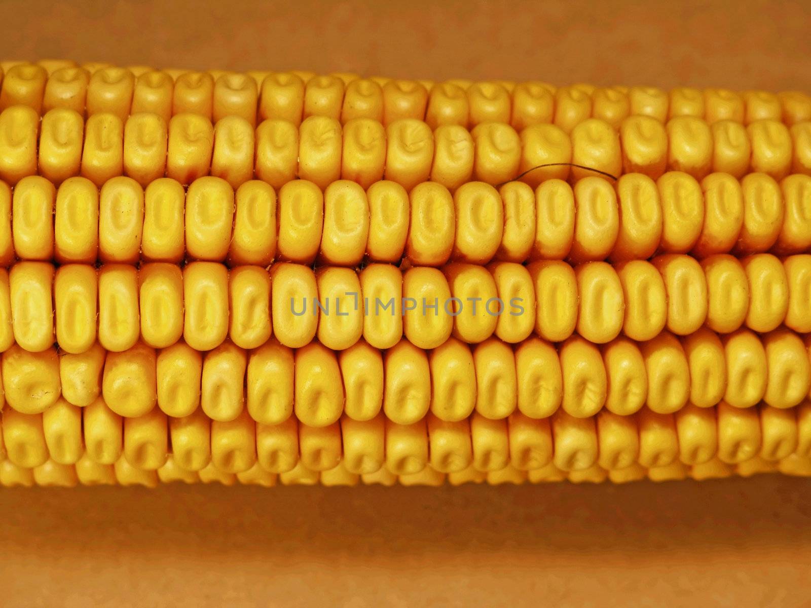 Maize Cob