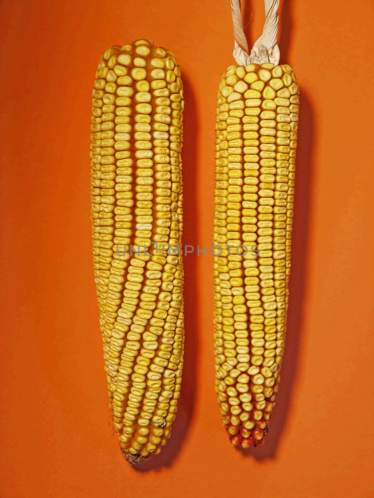 Maize by adamr