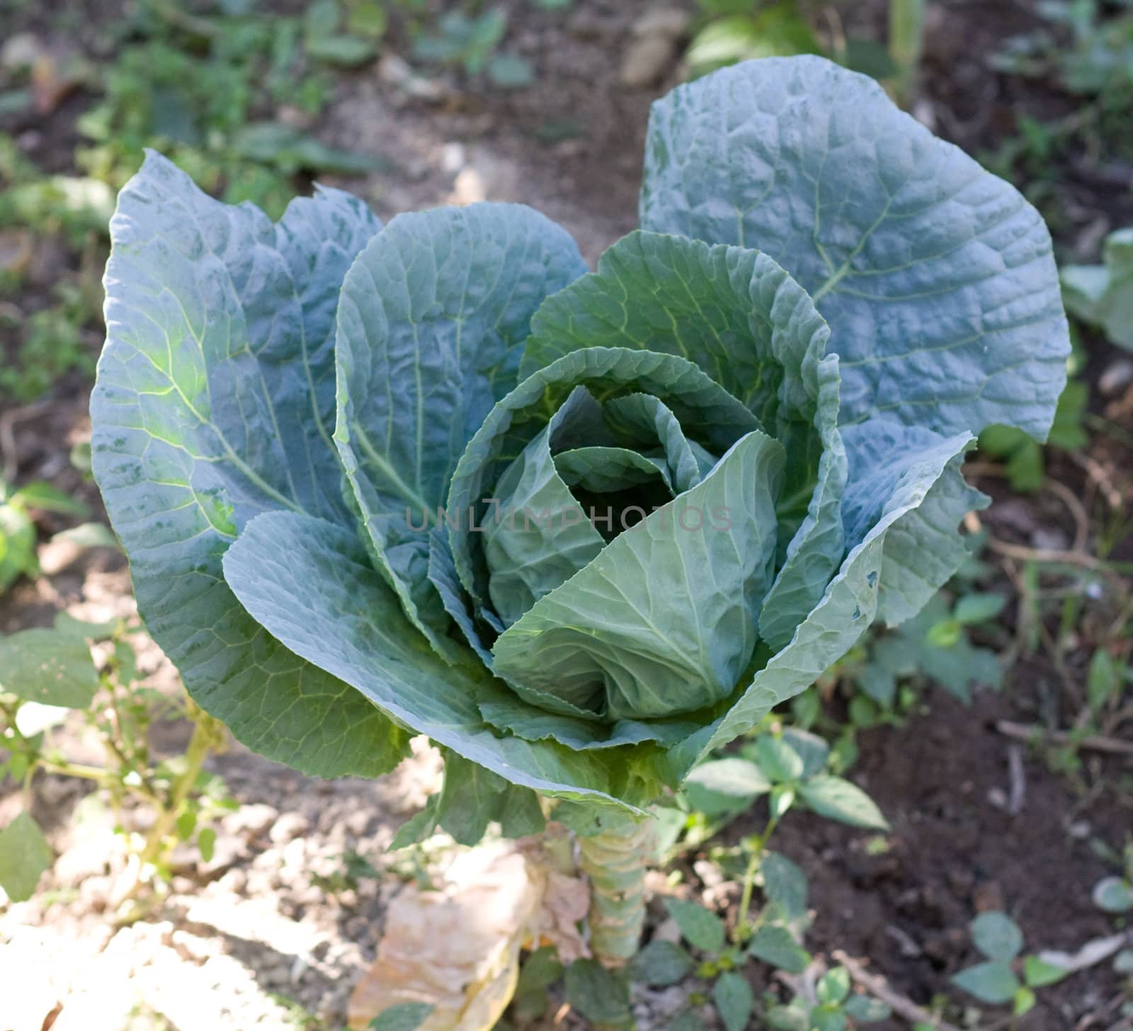 cabbage head growing on the vegetable bed  by schankz