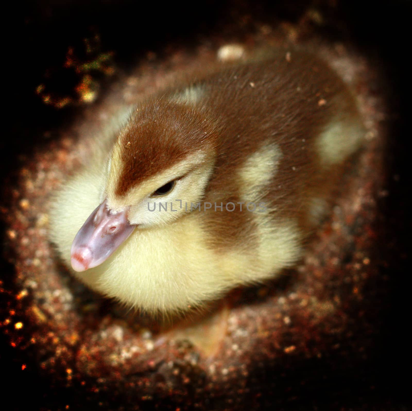Duckling 