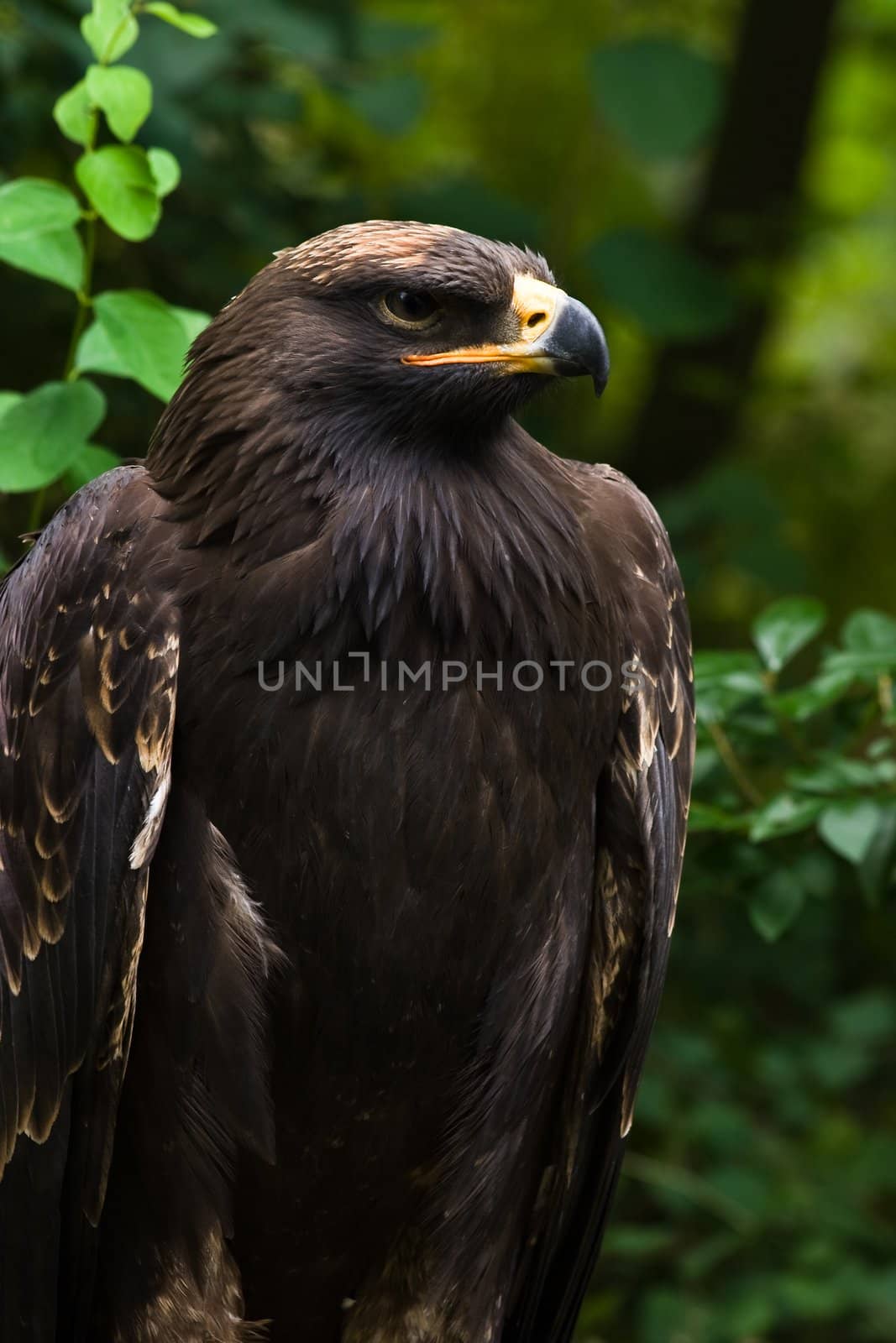 Young species of the dark brown feathered Steppe Eagle