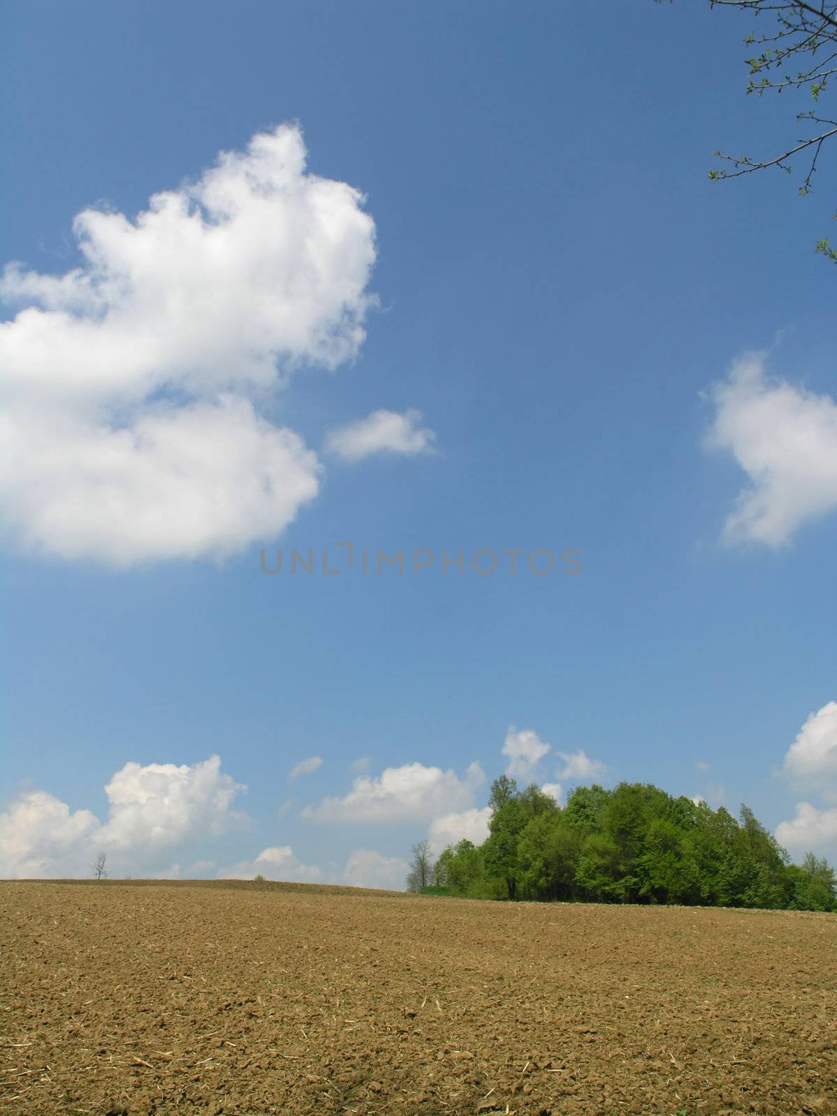 Agricultural field and blue sky