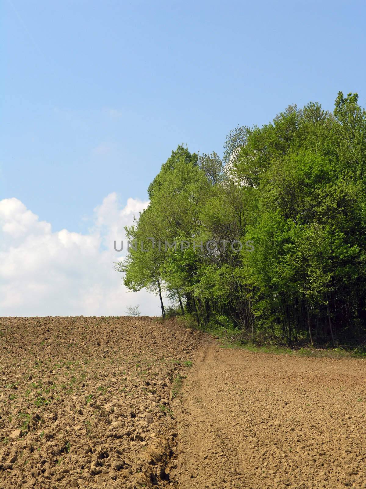 Agricultural field and blue sky