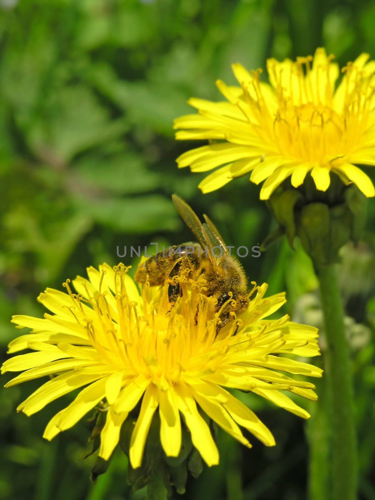 Bee on flower by adamr