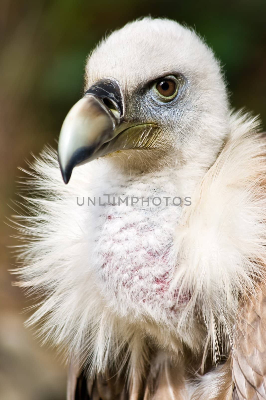Griffon vulture portrait - color - vertical image
