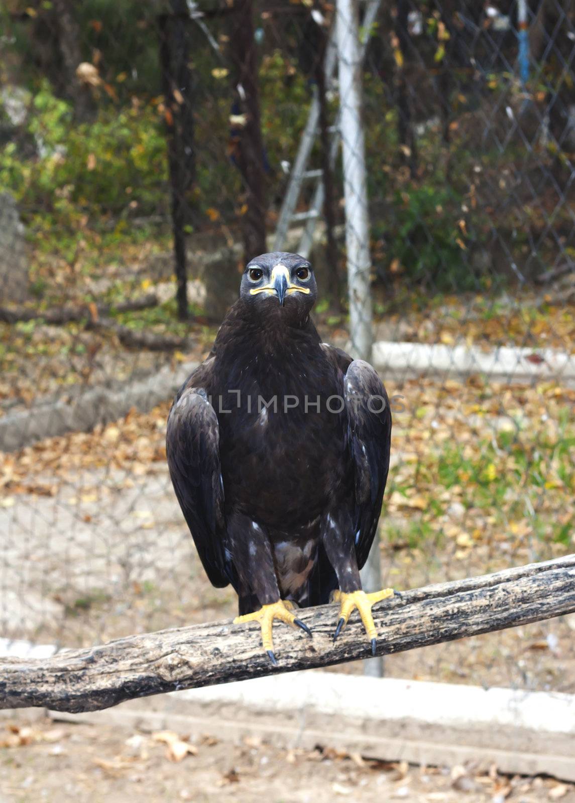 shouting golden eagle sitting on a pole 