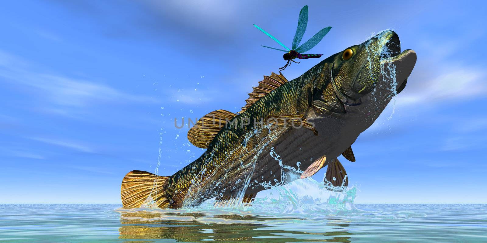 A beautiful Red Eye Bass jumps but just misses a colorful dragonfly.