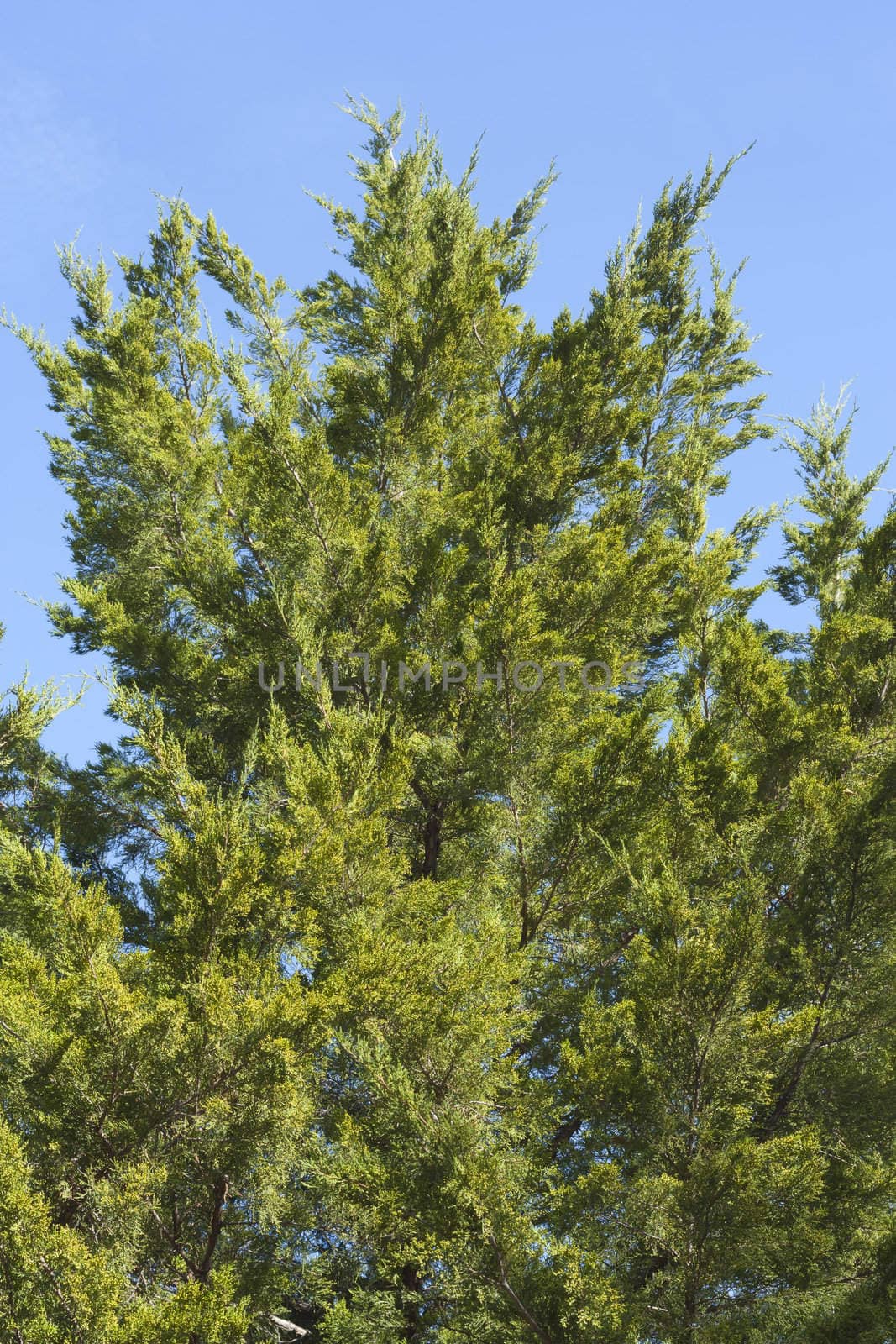 Branches Thuja background green tree 