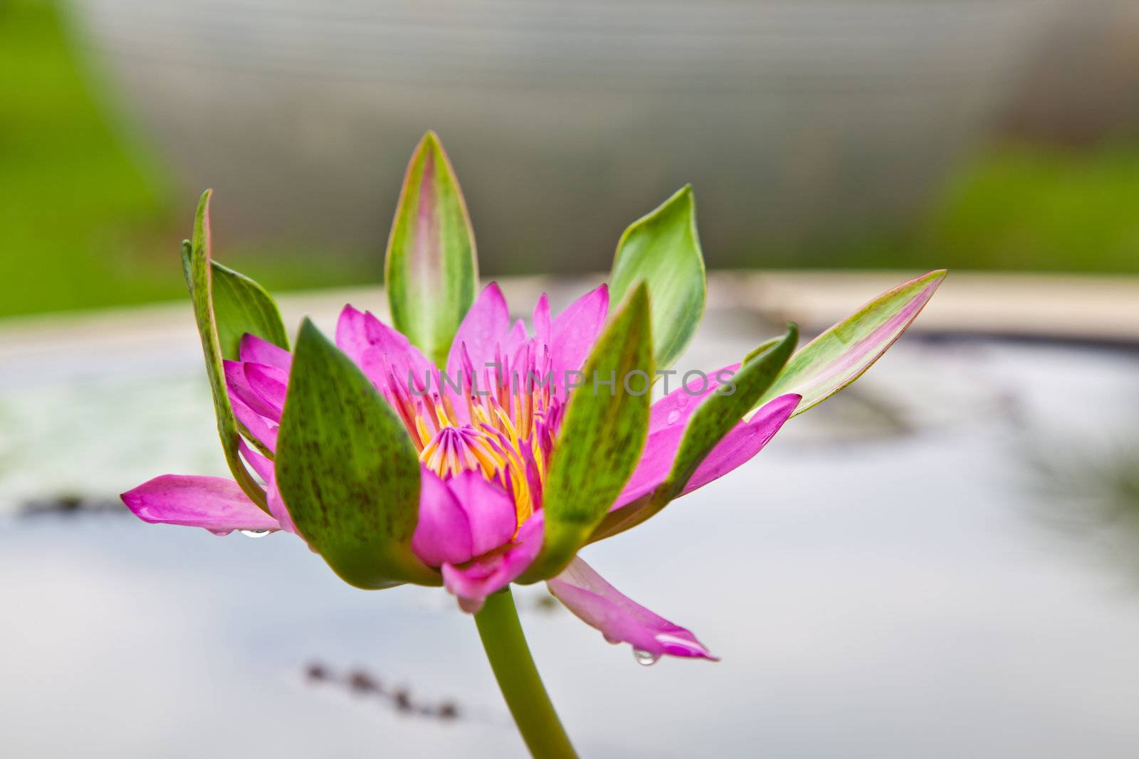 lotus blossoms or water lily flowers blooming on pond by FrameAngel