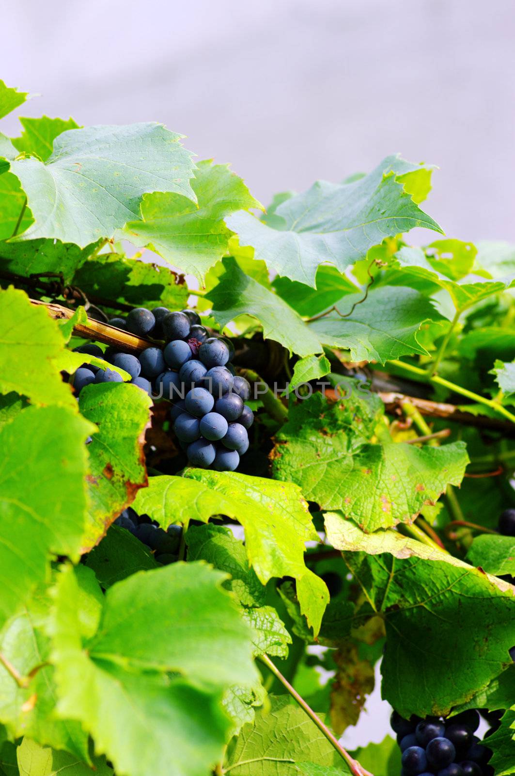 Grape in vineyard on the natural background
