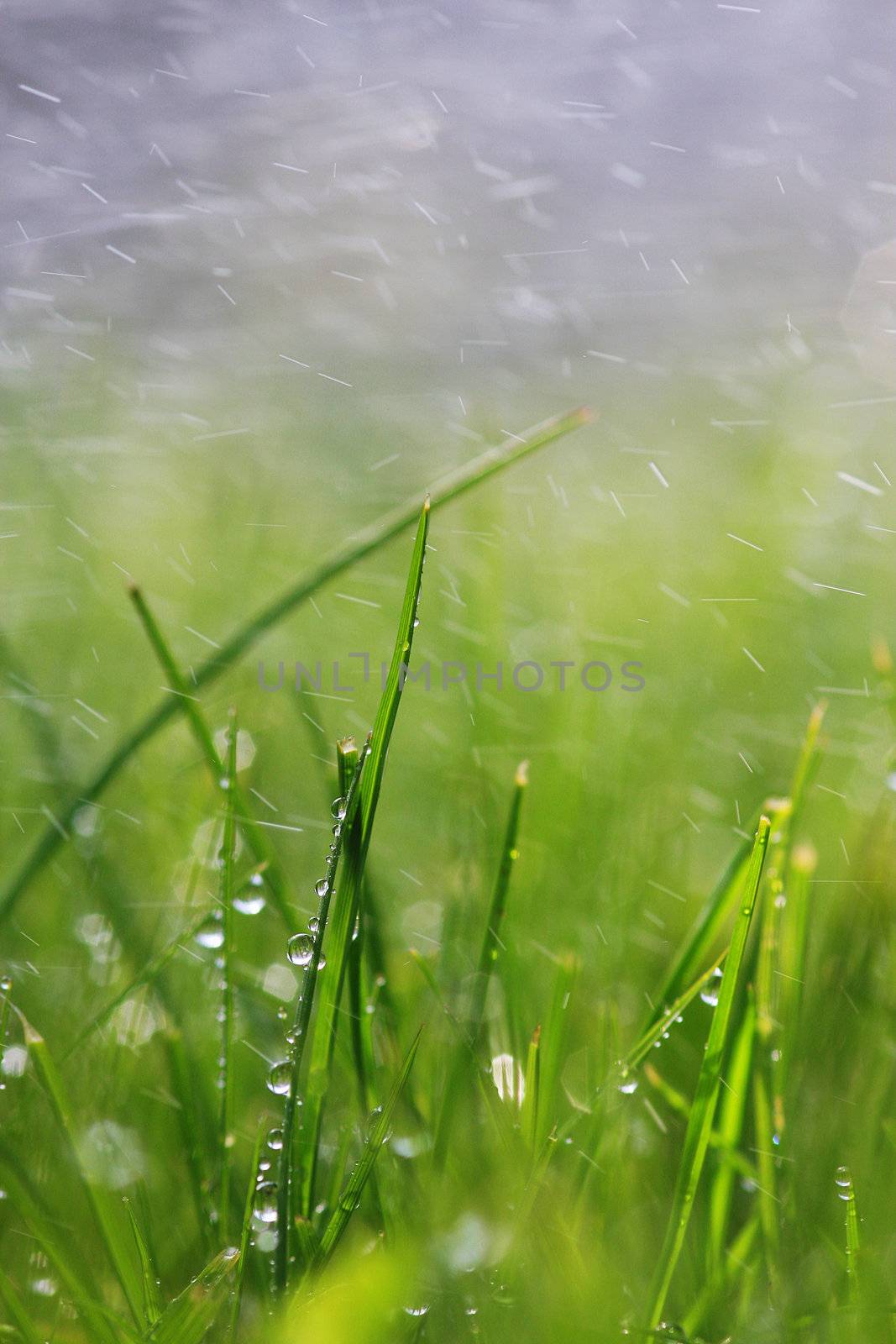 A rainy day in the grass