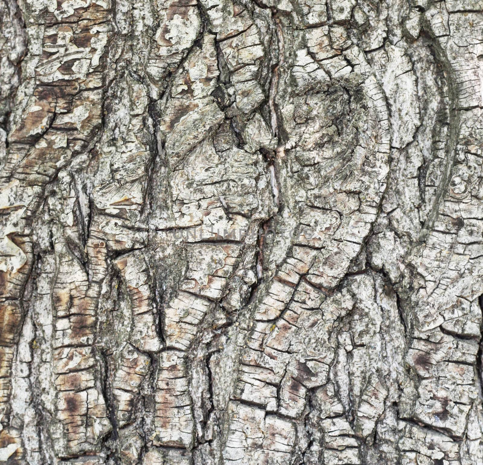 Bark of pine tree in forest