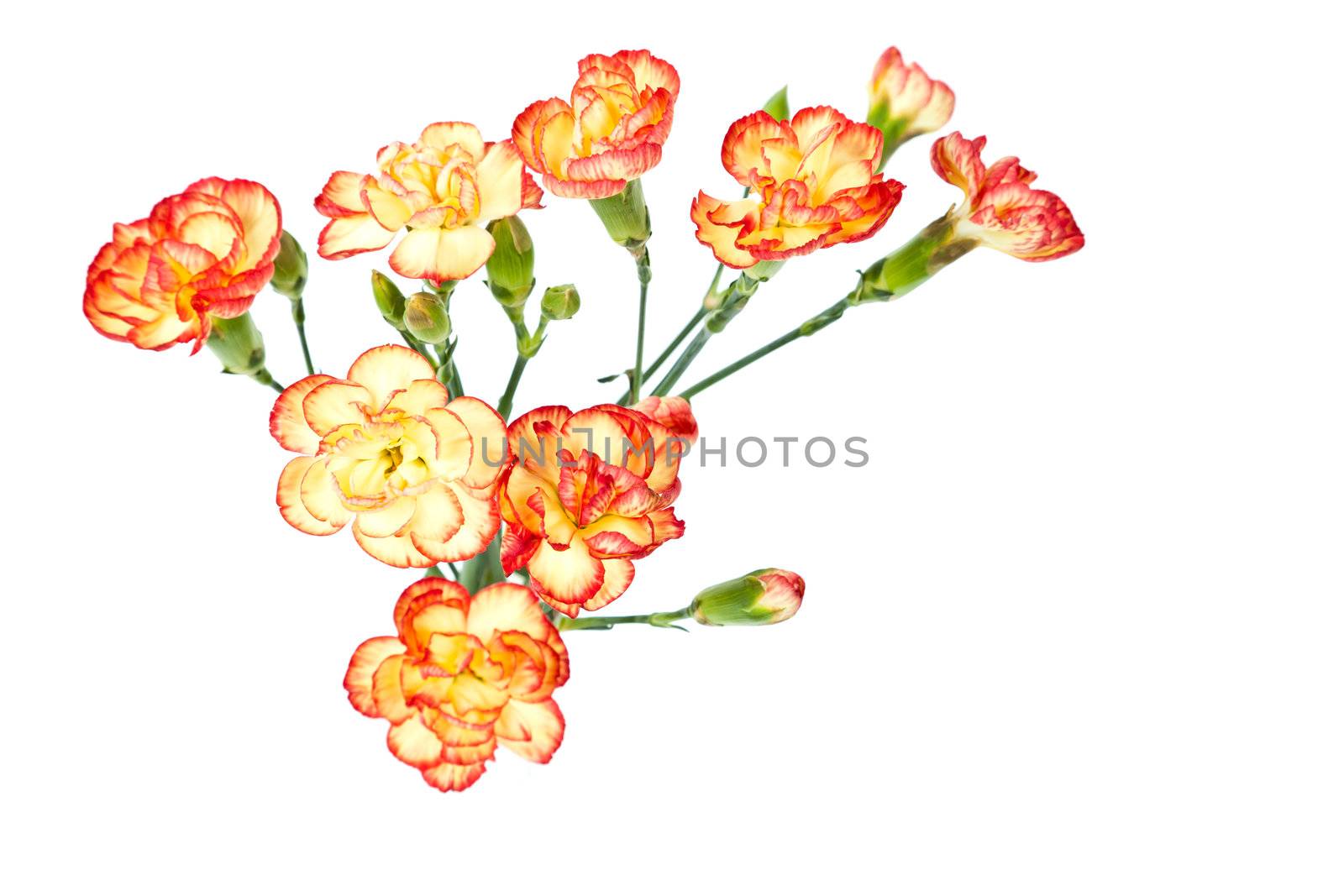 Group of Carnation, Dianthus caruyophyllus by FrameAngel