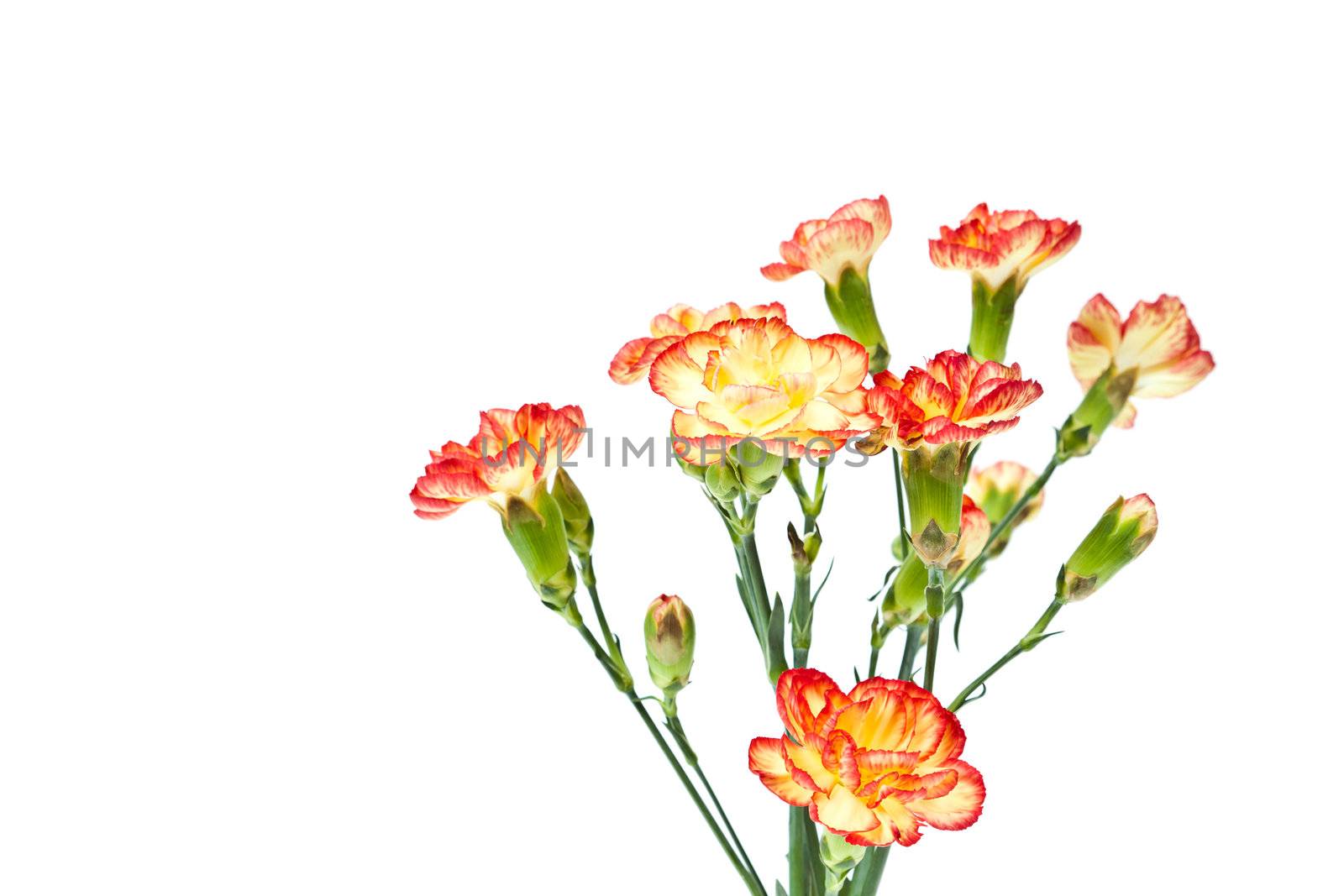 Group of Carnation, Dianthus caruyophyllus by FrameAngel