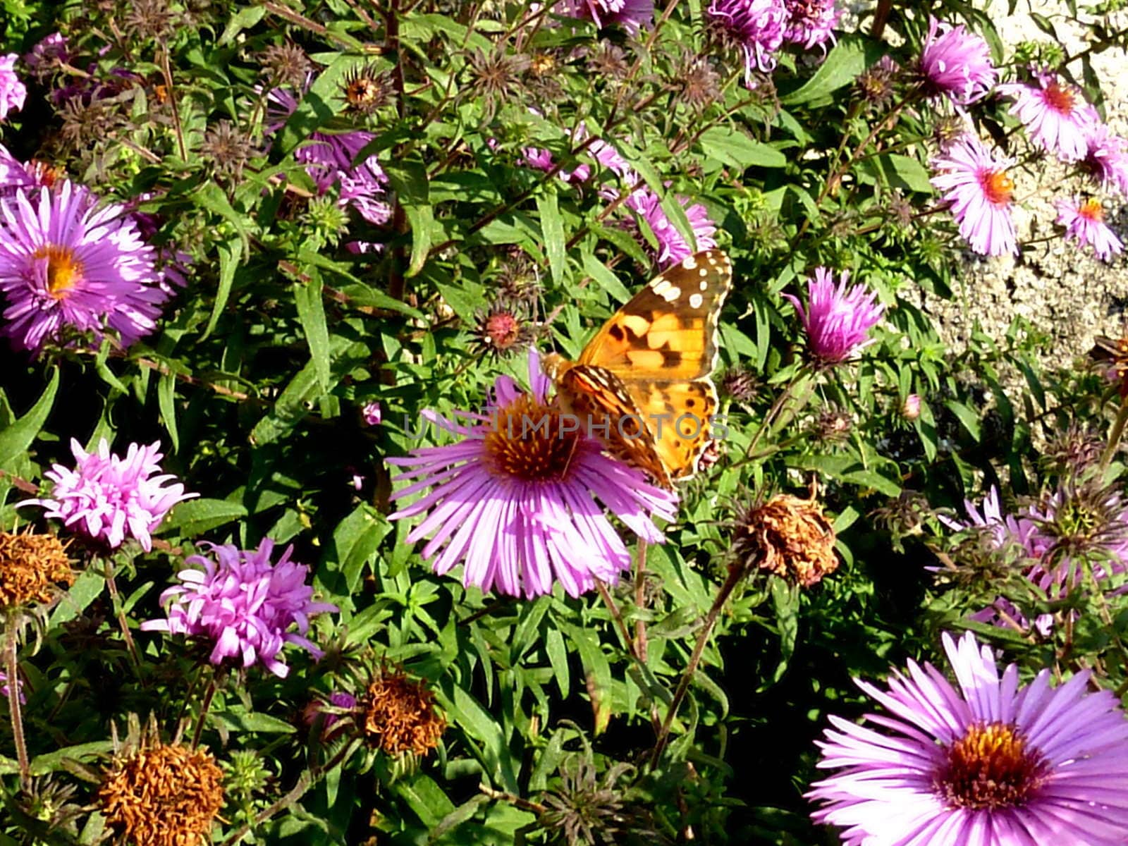 Orange butterfly among pink flowers