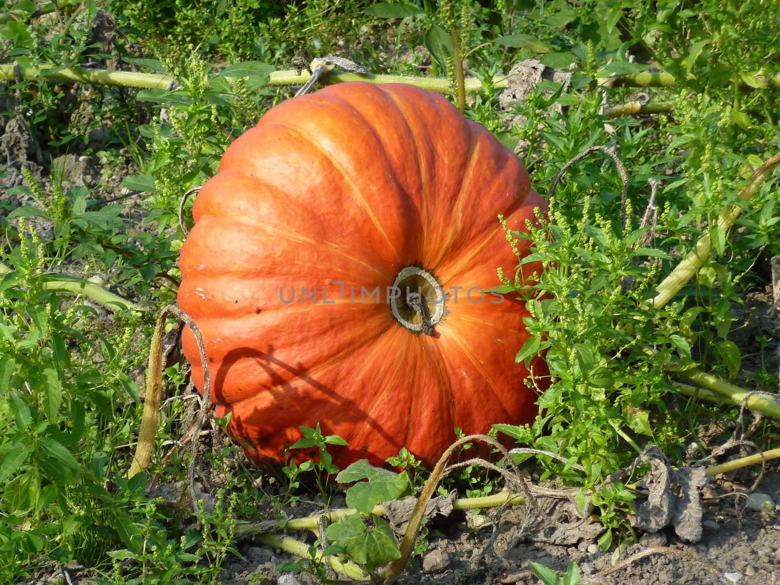 Orange pumpkin in green vegetation