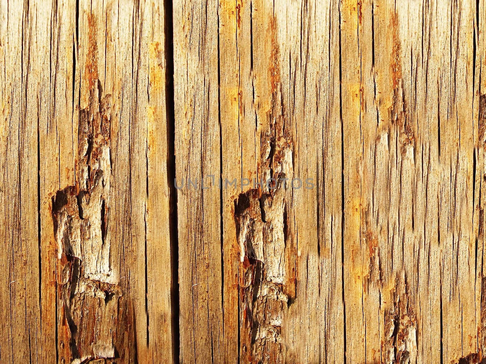 High resolution natural wood grain texture       