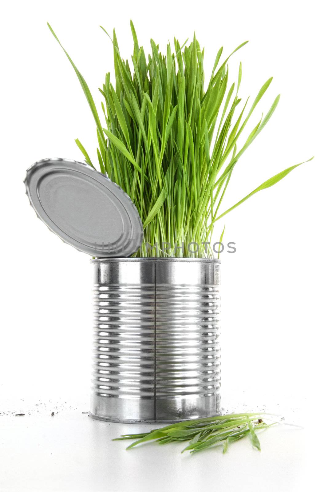 Closeup of wheatgrass in an aluminum can on white by Sandralise