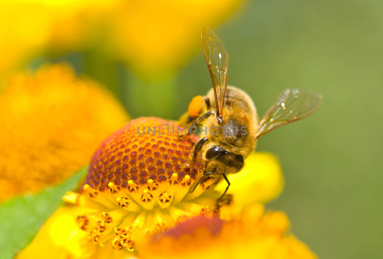 close-up a small bee on the yellow flower 