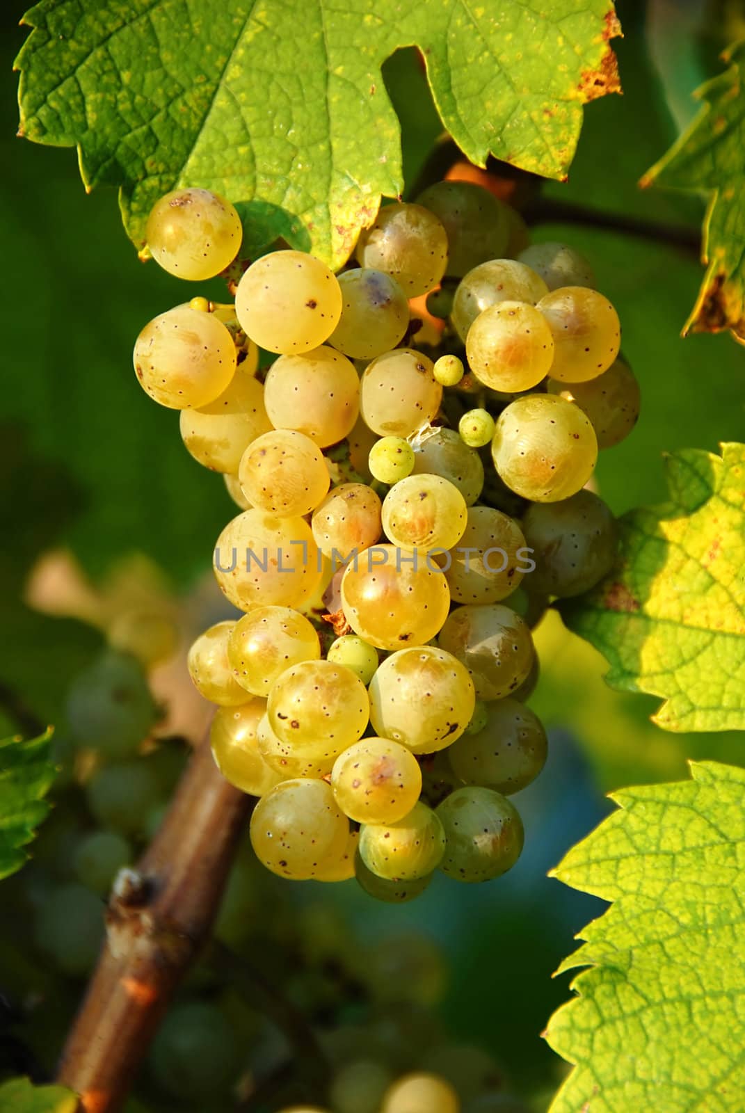 yellow ripe grapes cluster in sunshine in vineyard