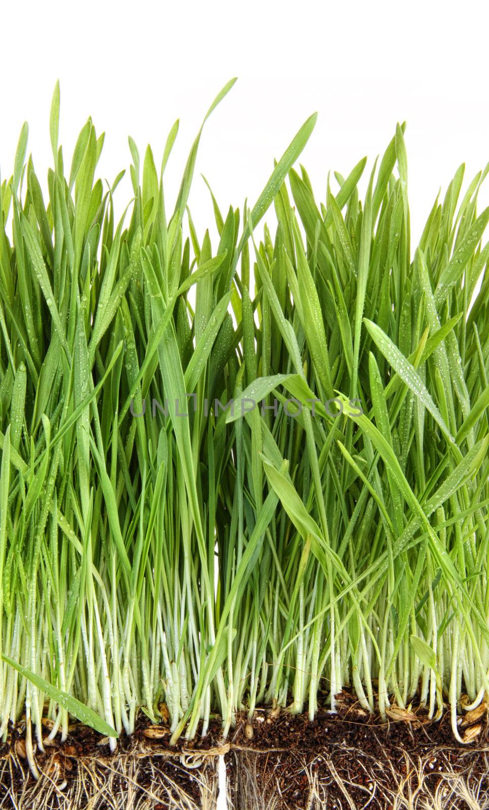 Closeup of wheatgrass on white background