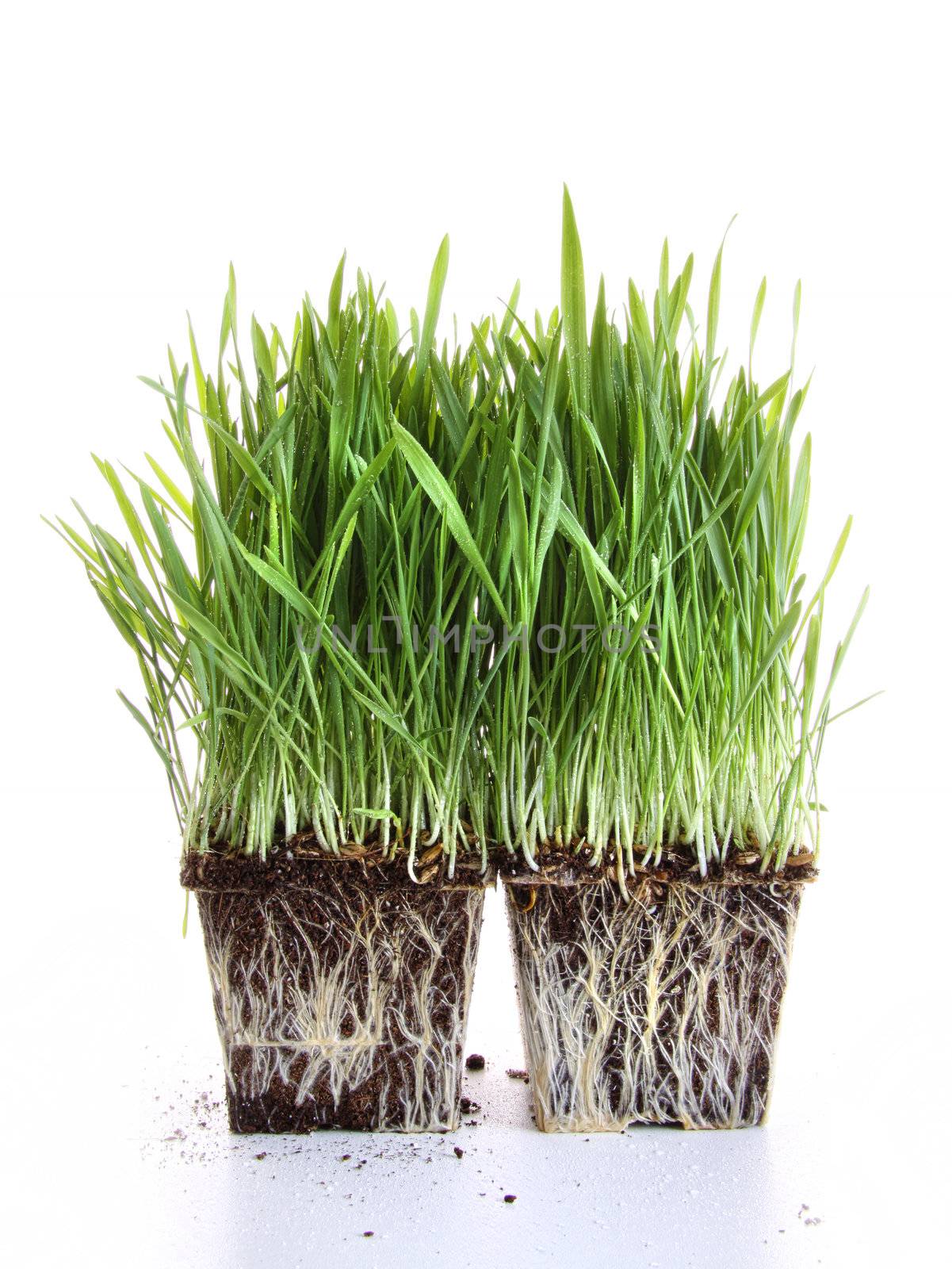 Fresh wheat grass against a white background. 