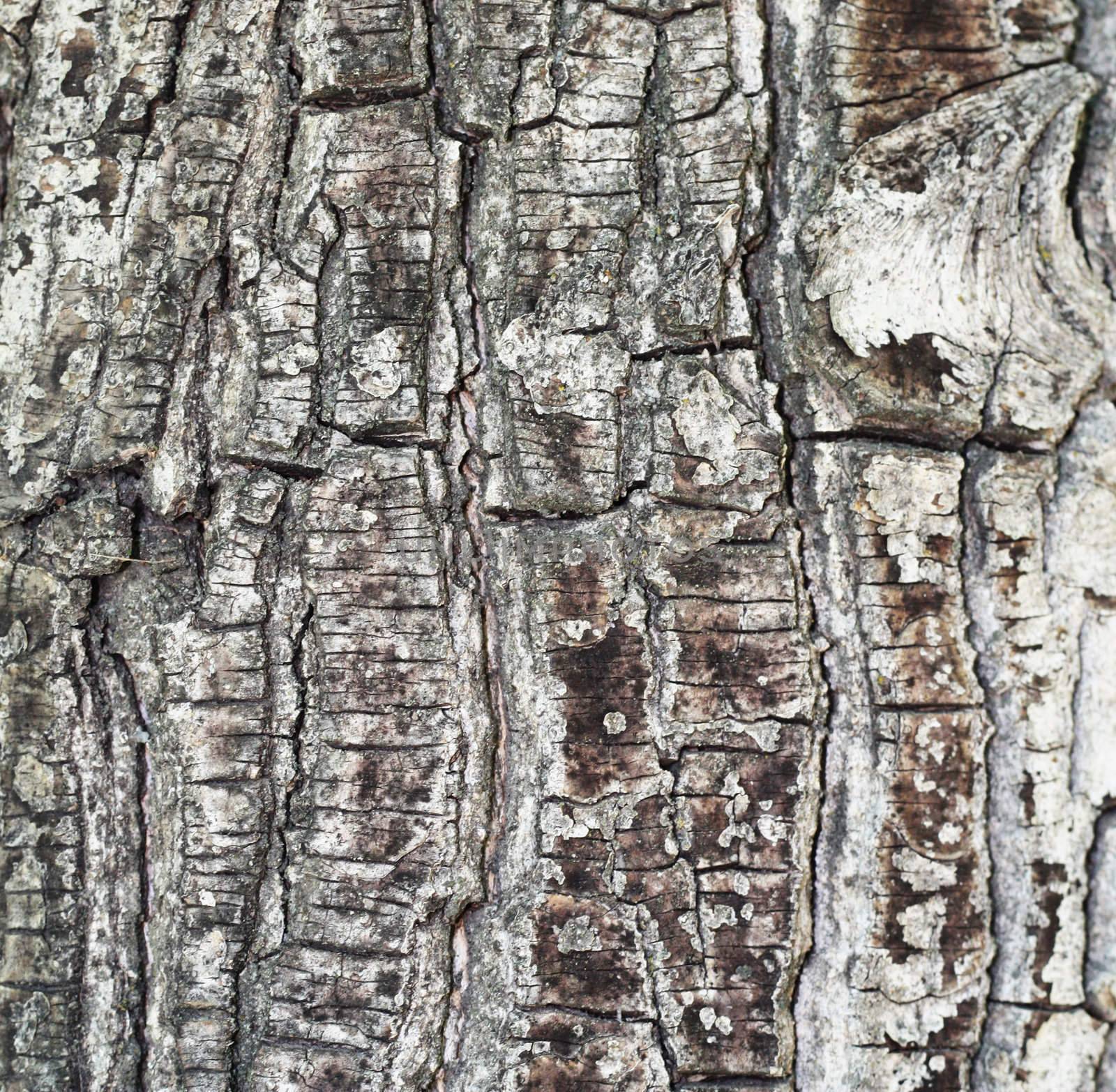 Texture shot of brown tree bark, filling the frame  by schankz