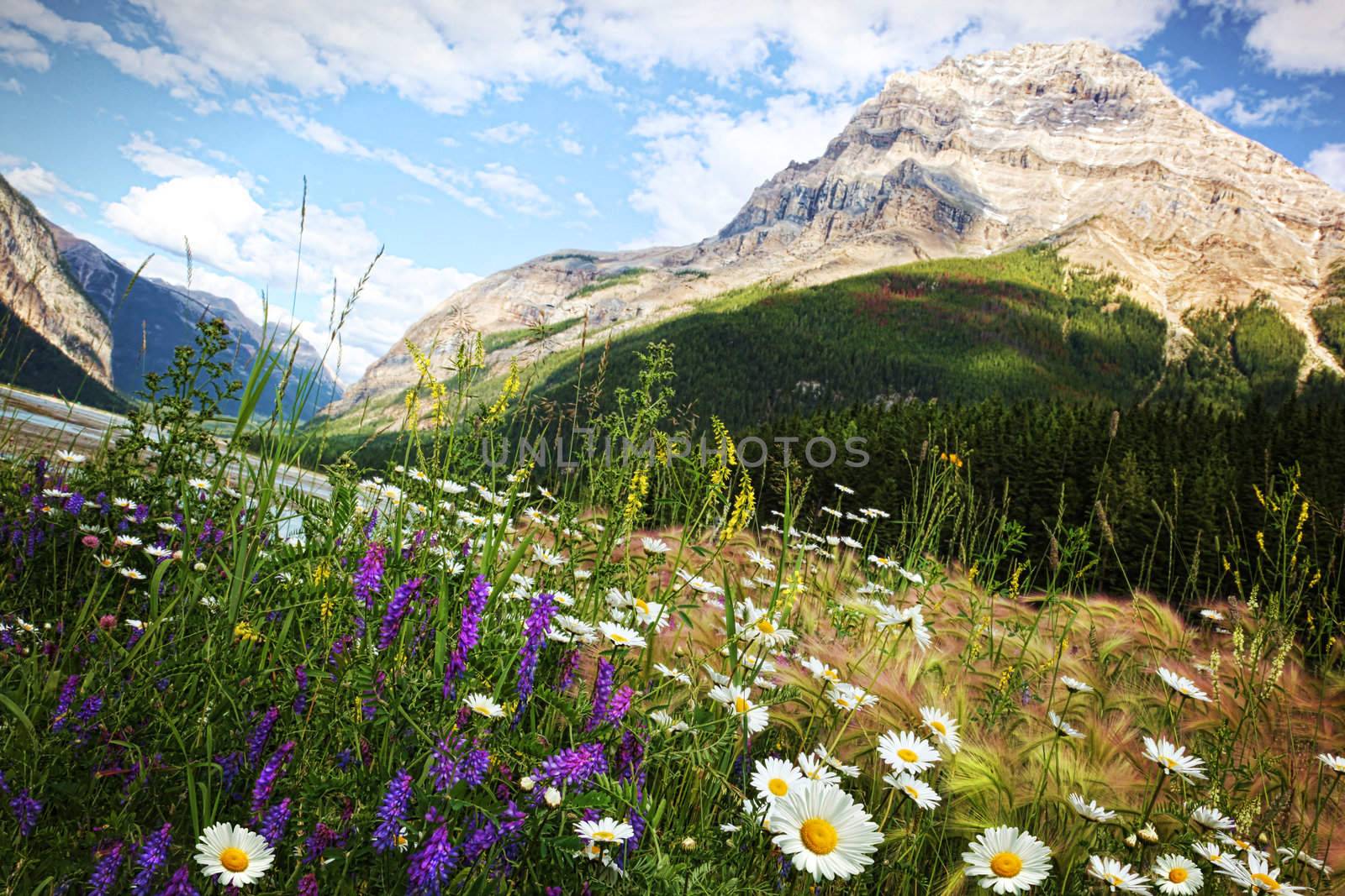 Field of daisies and wild flowers by Sandralise