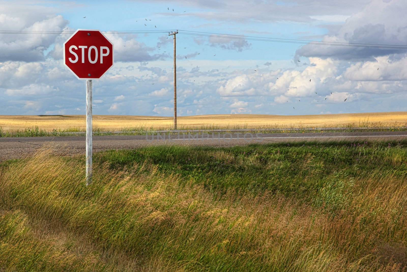 Rural stop sign on the prairies  by Sandralise