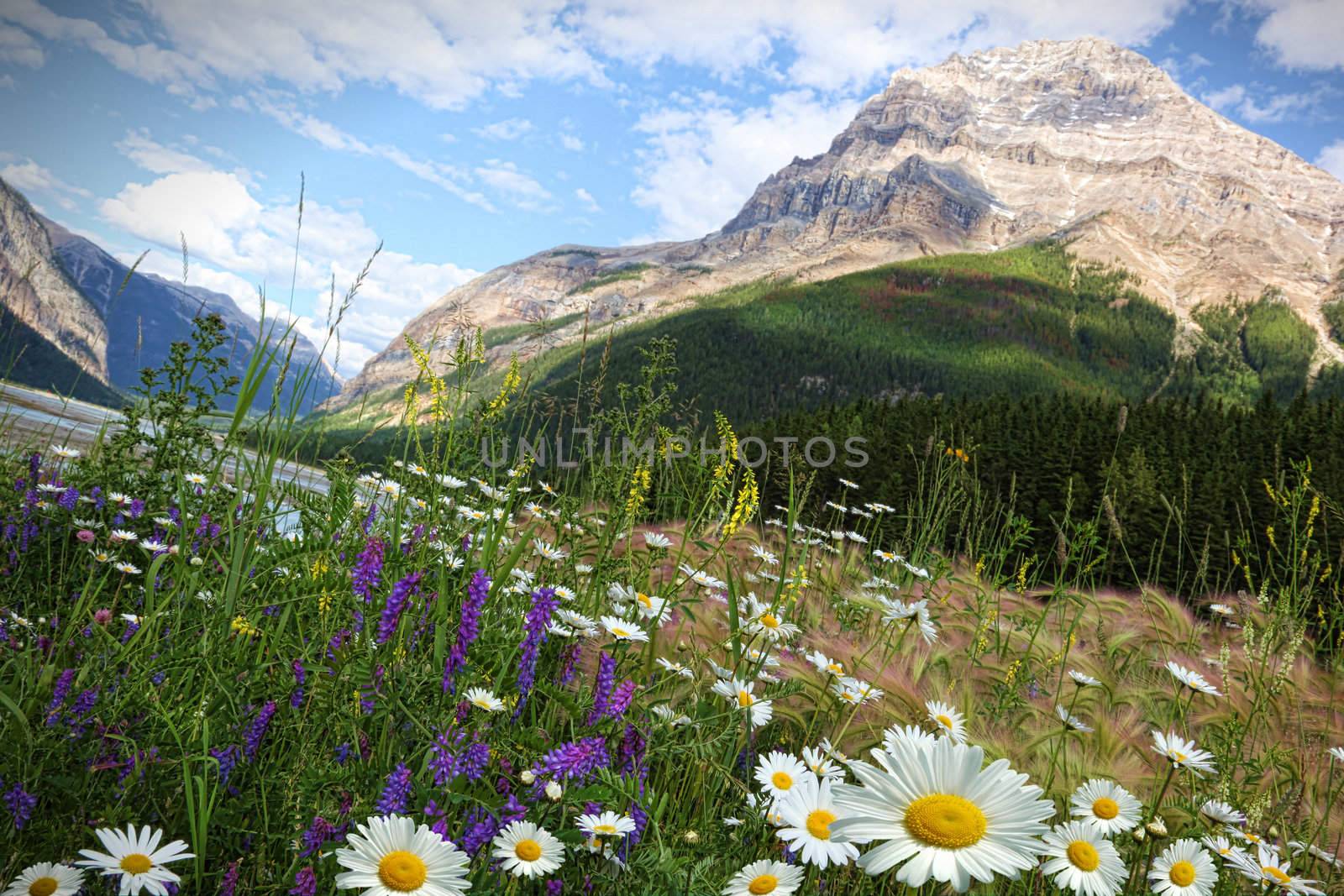 Field of daisies and wild flowers by Sandralise