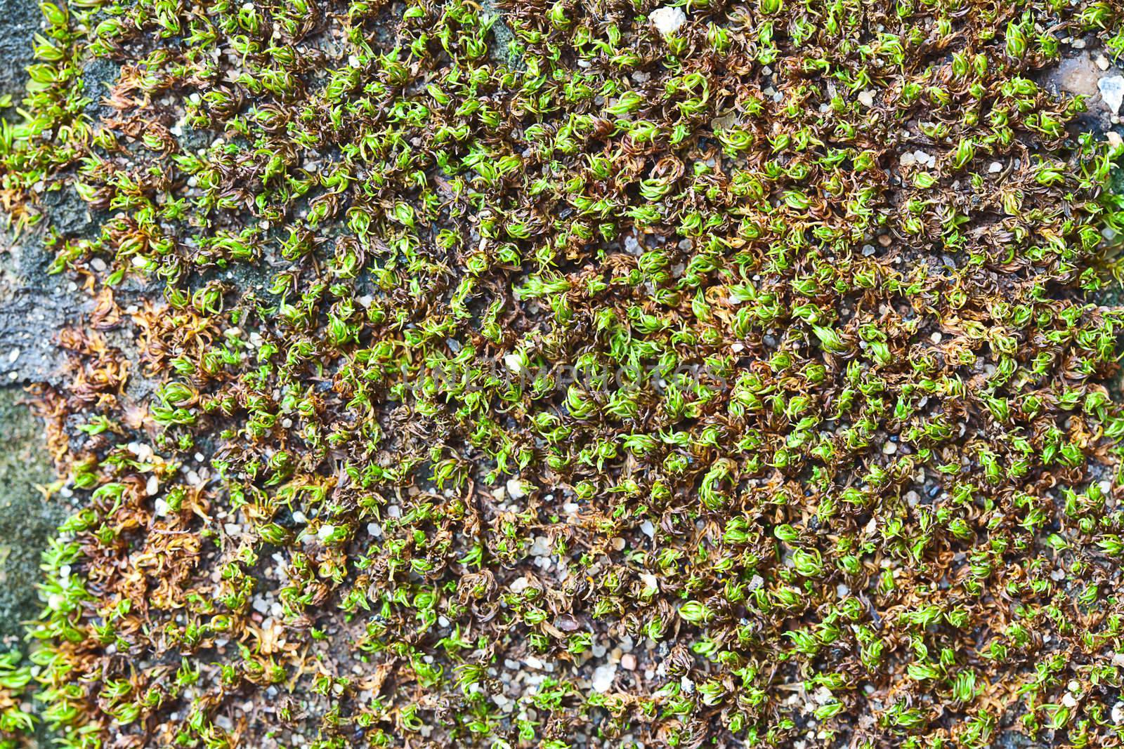 ground area with a moss and grass