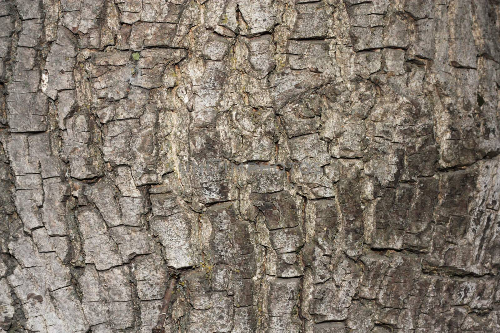 Texture shot of brown tree bark, filling the frame  by schankz