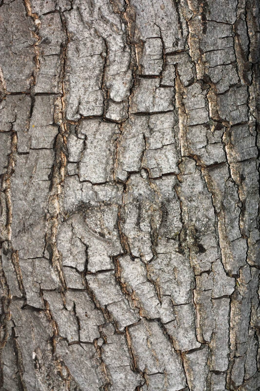 Bark texture. 