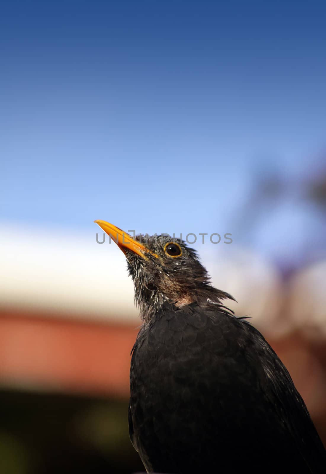 A young blackbird looking skywards. Low angled shot.
