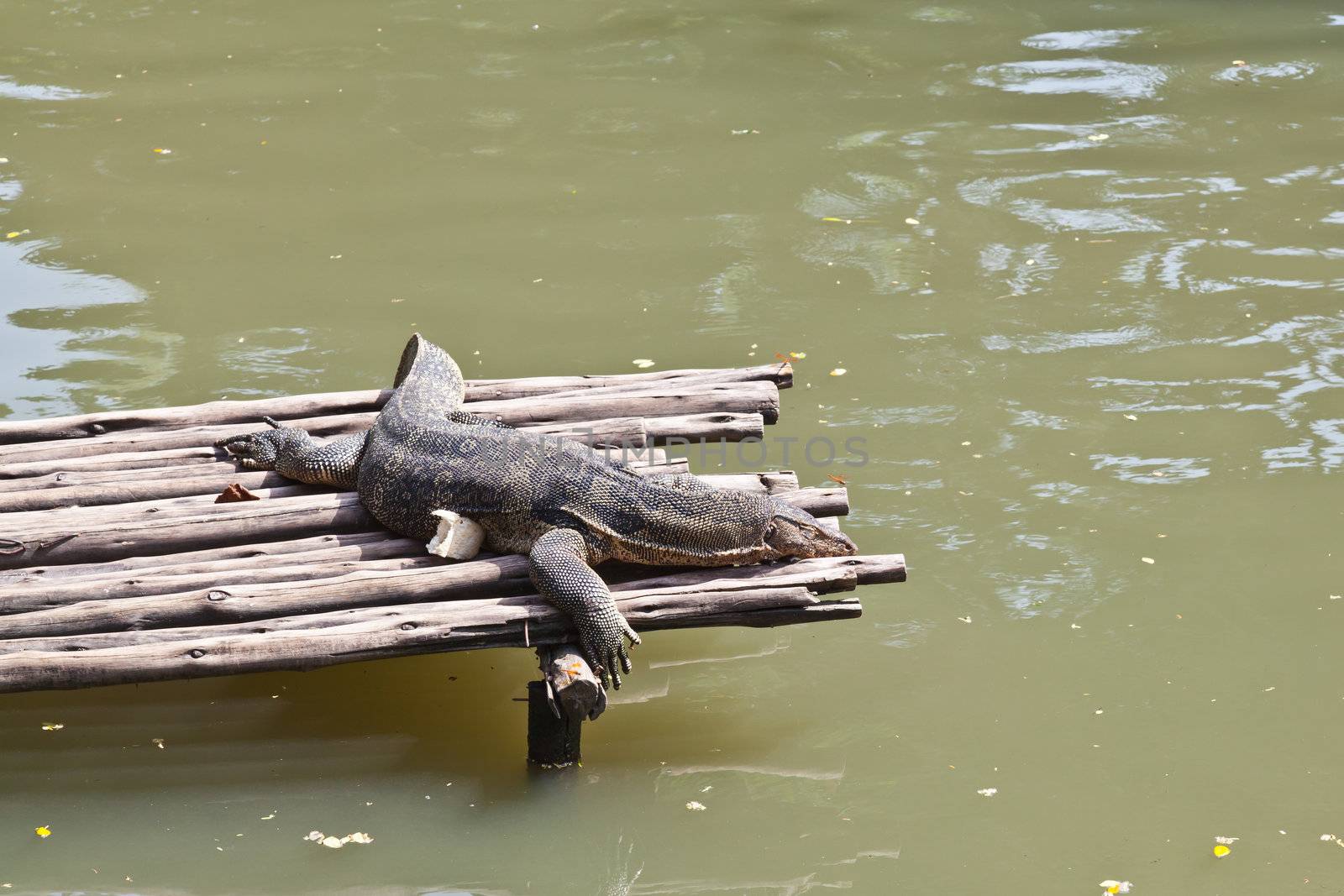 Monitor Lizard resting on a raft