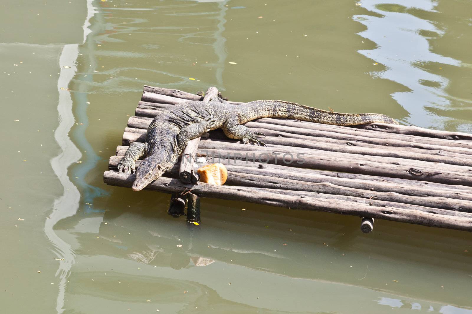 Monitor Lizard resting on a raft