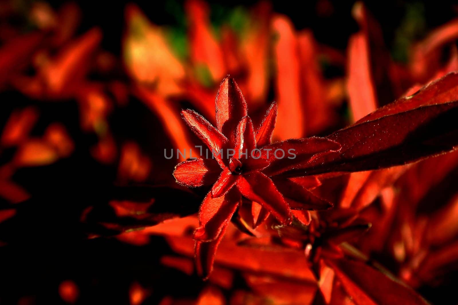 Fire red autumn plant in setting sun