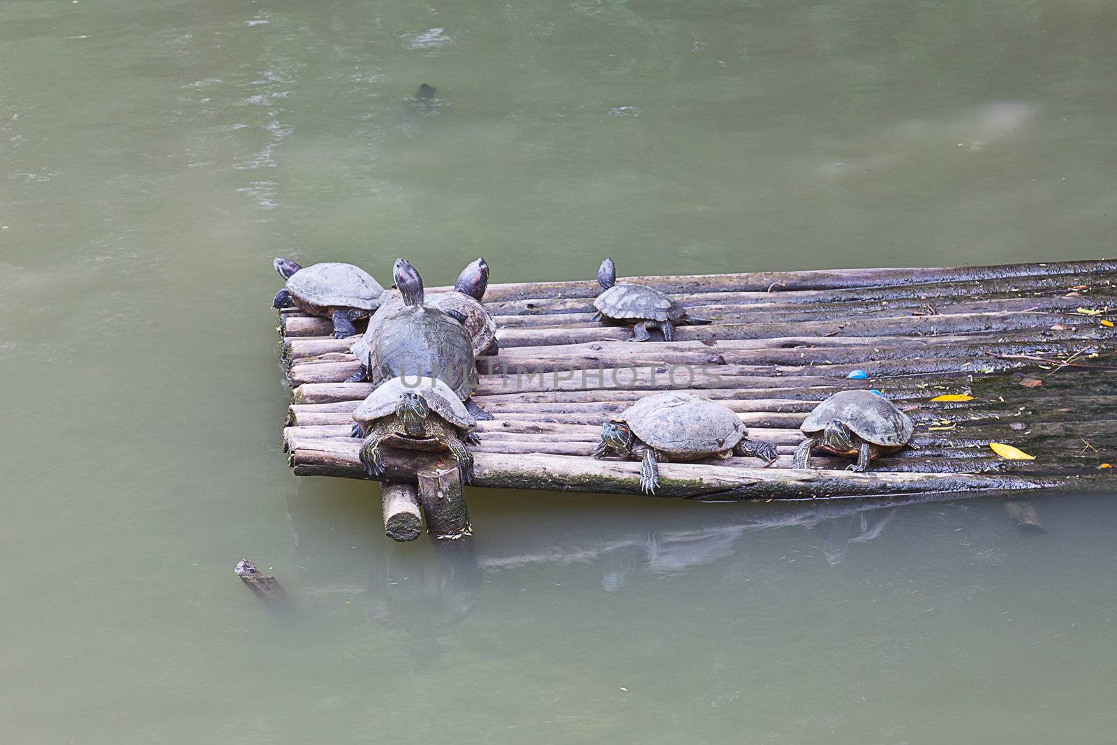 group of water turtle resting on a raft by FrameAngel