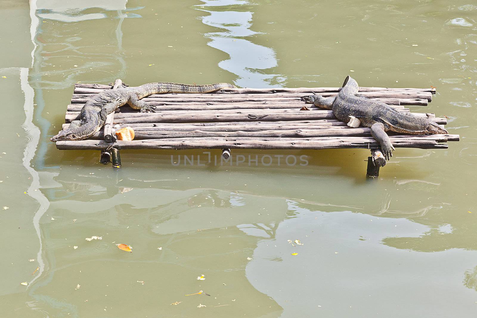 Monitor Lizard resting on a raft  by FrameAngel