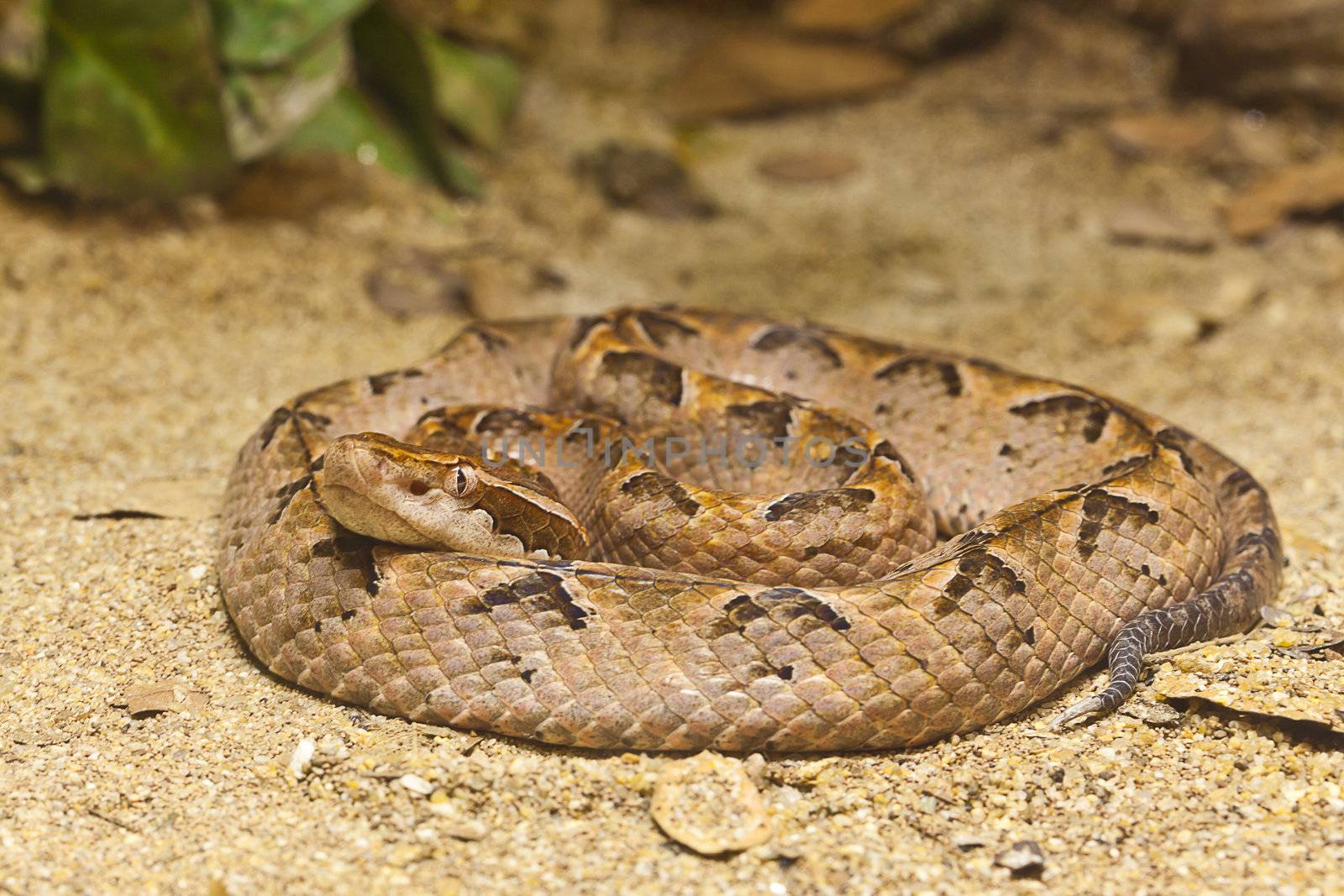 Close up of Malayun Pit Viper, focus at eyes by FrameAngel