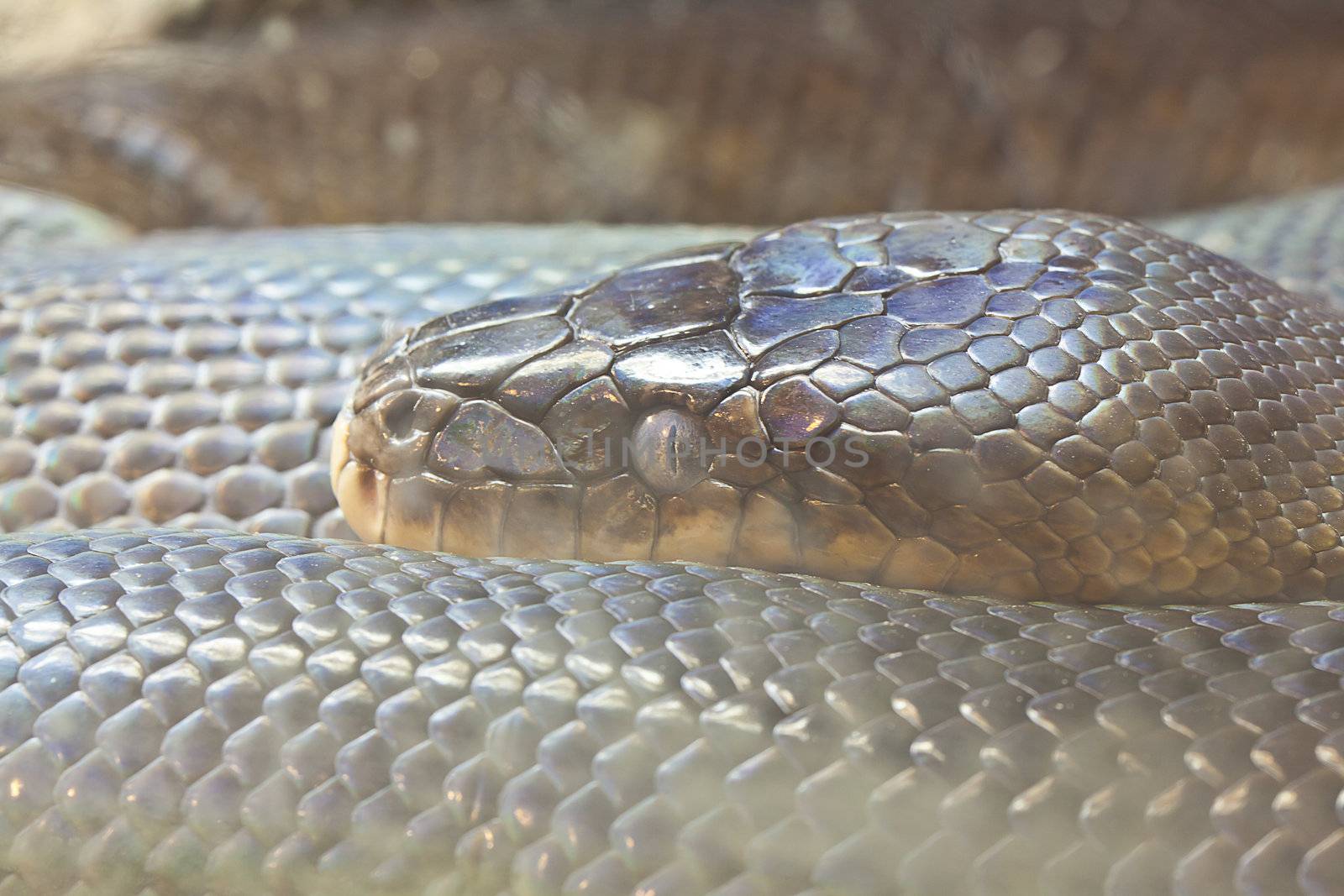 Snake, Macklot python, focus at eyes